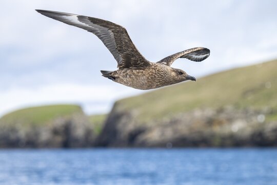Great skua (Stercorarius skua), in flight, Noss Island, Shetland Islands, Scotland, Great Britain