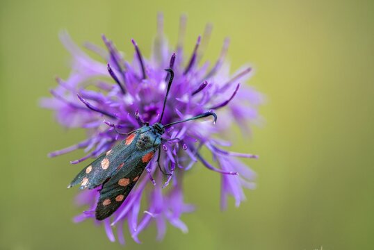 Ringed crown pea ram, billowing burnet, variable burnet moth, variable red ram, zygaena ephialtes, blood droplets, butterfly, insects, moths, moths, moths, moths, moth, butterfly, ram