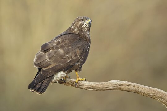 Common buzzard (Buteo buteo), sitting on a branch, Wilnsdorf, North Rhine-Westphalia, Germany