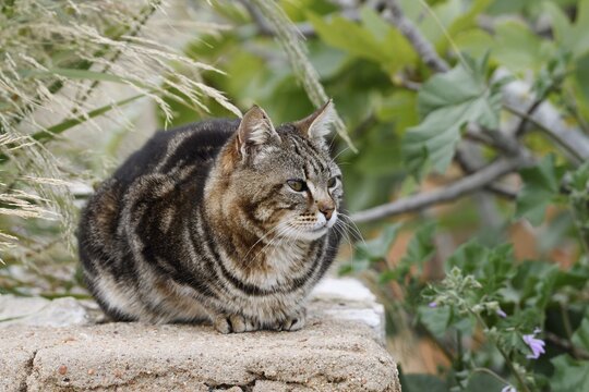 House cat lying on a wall, Algarve, Portugal