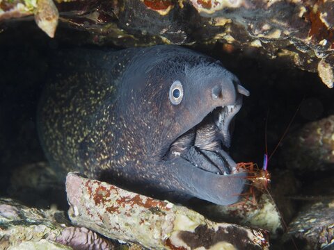 Mediterranean moray eel (Muraena helena) with open mouth being cared for by a Mediterranean cleaner shrimp (Lysmata seticaudata), dive site Giens Peninsula, Mediterranean Sea, Porquerolles, Provence, C&ocirc;te d'Azur, France