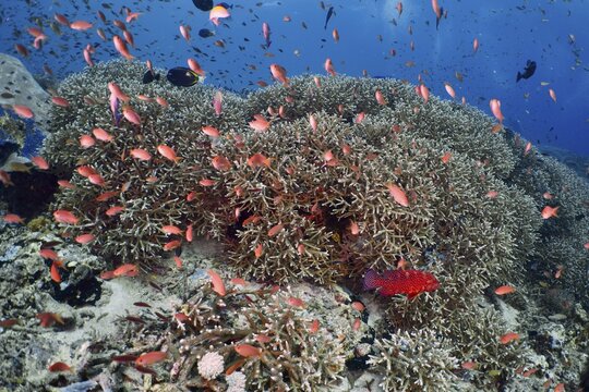 A huge school of small red fish, jewel bannerfish (Pseudanthias squamipinnis), swims above a vibrant coral reef, SD dive site, Nusa Ceningan, Nusa Penida, Bali, Indonesia