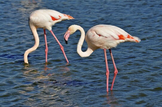 A pair of flamingos, the greater flamingo (Phoenicopterus roseus), stand in the water, displaying elegant postures and vibrant colours, Camargue, Provence, France