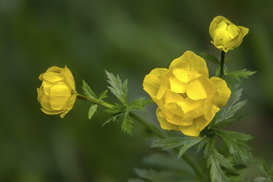 Budabin seed, buttercup, butter ball, butterrose, globe flower, goldhead, buttercup, ball ranunculus, ranunculaceae, trollflower, trollius europaeus, flora, plants, plants
