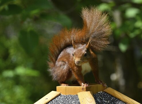 Eurasian red squirrel (Sciurus vulgaris), sitting on a bird feeder, Stuttgart, Baden-W&uuml;rttemberg, Germany