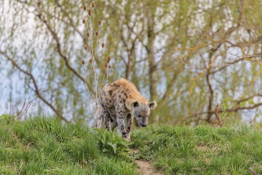 An adult male spotted hyena (Crocuta crocuta) runs down a small hill on a beaten path