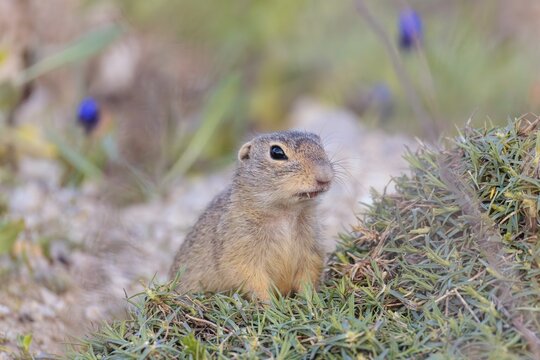 A fully grown ground squirrel (Spermophilus citellus) sits on gravel next to green vegetation on a sunny day in hilly terrain. Austria