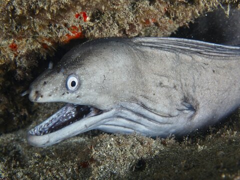 Close-up of a Prince Augustus moray eel (Muraena augusti) peering out of a crevice in the reef, Playa dive site, Los Cristianos, Tenerife, Canary Islands, Spain
