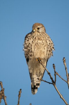 Falco tinnunculus, Common Kestrel, kestrel, birds, falcon, falconiformes, falcons, female, birds of prey, hawk, high size, portrait format, raptor, raptors, birds, female, winter