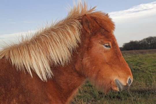 Iceland Horse, portrait, Germany