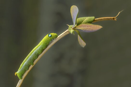 Army green moth, daphnis nerii, oleander hawk-moth, oleander swarmers, inchworm, insects, moths, moths, moths, caterpillars, butterflies