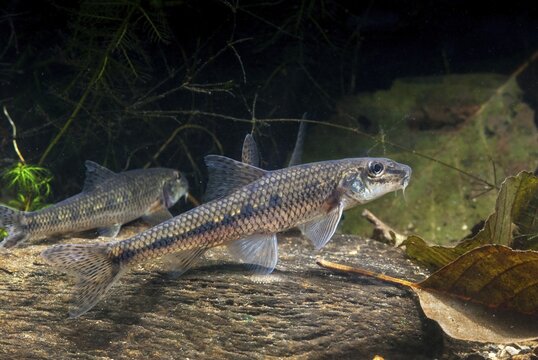 Gobio Gobio, Gr&uuml;ndling, Gudgeon, Cress, Fishes, Pisces