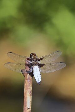 Flat-bellied dragonfly (Libellula depressa), family of damselflies (Libellulidae), male sitting on a fence top in the garden, close-up, Wilnsdorf, North Rhine-Westphalia, Germany