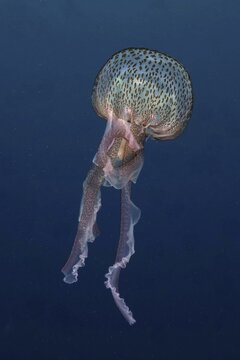 Mauve stinger (Pelagia noctiluca), in the Mediterranean Sea near Hy&egrave;res. Dive site Giens Peninsula, C&ocirc;te dAzur, France