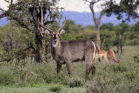 Elliptical waterbuck (Kobus ellipsiprymnus), adult, male, standing, alert, Kruger National Park, South Africa