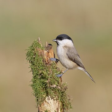 A marsh tit (Parus palustris) perched on moss-covered deadwood, Wilnsdorf, North Rhine-Westphalia, Germany