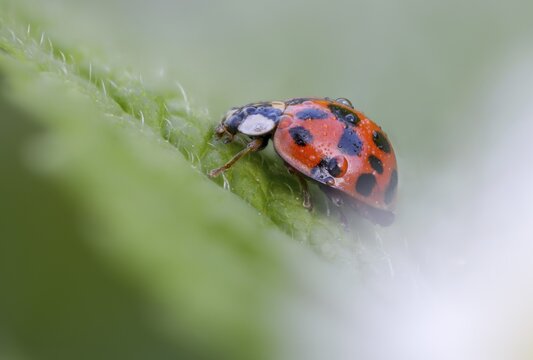 Asian ladybeetle, Asian ladybug, coccinellidae, coccinellinae, harlequin ladybug, harmonia axyridis, ladybug, beetle, coleoptera, harlequin, insects, beetles, multicolored Asian