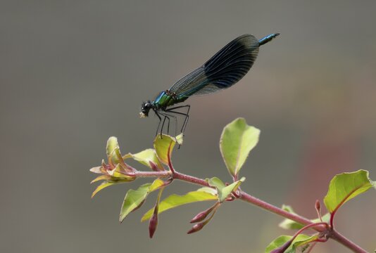 Banded demoiselle damselfly (Calopteryx splendens) adult male insect eating a small fly on a garden red fuchsia flower in summer, England, United Kingdom