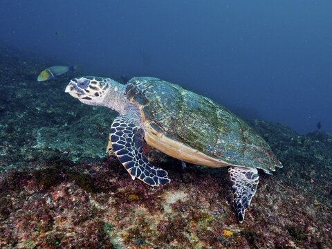 Hawksbill sea turtle (Eretmochelys imbricata) (Eretmochelys imbricata bissa) . Aliwal Shoal Dive Site, Umkomaas, KwaZulu Natal, South Africa