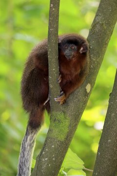 Coppery titi (Plecturocebus cupreus, syn.: Callicebus cupreus), adult, alert, tree, South America