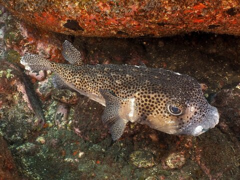 Porcupinefish (Chilomycterus reticulatus), dive site Malpique, La Palma, Canary Islands, Spain, Atlantic Ocean