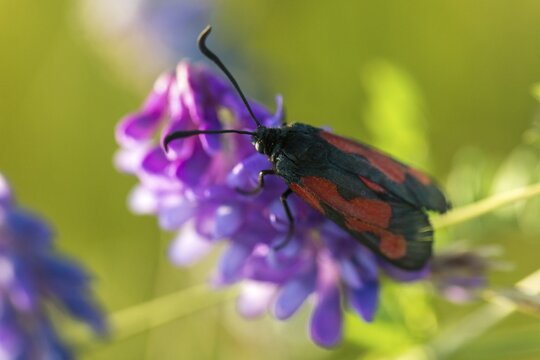 Thyme ram, transparent burnet, zygaena purpuralis, blood droplets, butterfly, insects, moths, moths, moths, moths, butterfly, ram