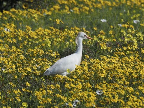 Yellow-billed egret (Mesophoyx intermedia) in the West Coast National Park, Cape Town, Western Cape, South Africa. Every South African spring (August) (September) the dry desert is transformed into a sea of flowers