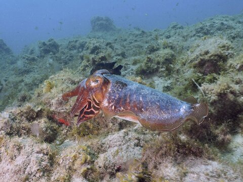 A common cuttlefish (Sepia officinalis) glides over the sea bed, which is rich in seaweed, at the El Cabron Marine Reserve dive site, Arinaga, Gran Canaria, Spain, Europe, Atlantic Ocean