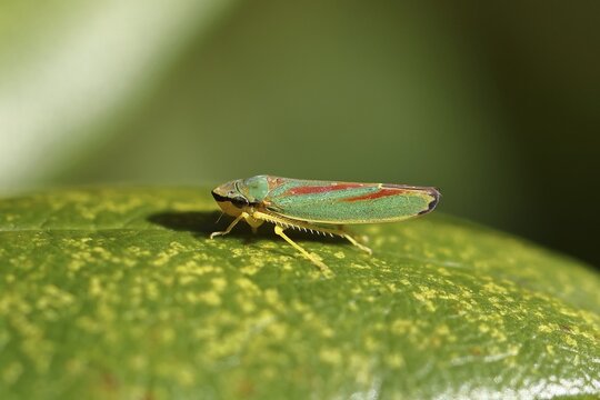 Rhododendron (Rhododendron) leafhopper (Graphocephala fennahi) sitting on leaf of a rhododendron, Wilden, North Rhine-Westphalia, Germany