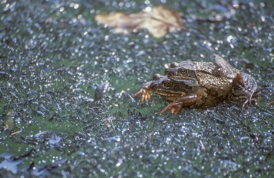 Common frog, common frog, rana temporaria, amphibians, amphibians, ice, frog, frogs, ice, amphibians, mating, mating, mating