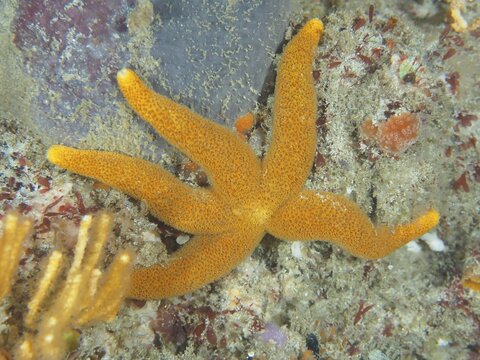 Orange-coloured starfish, net starfish (Henricia ornata), on a sandy substrate in open water. Dive site False Bay, Cape of Good Hope, Cape Town, South Africa