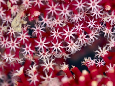 Close-up of red knotted fan (Melithaea ochracea) with star-shaped structure, dive site Prapat, Penyapangan, Bali, Indonesia