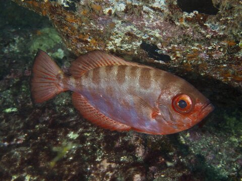A colourful big-eyed wrasse, the glass-eyed wrasse (Heteropriacanthus cruentatus), stays close to the rocks at a safe distance, dive site: El Cabron Marine Reserve, Arinaga, Gran Canaria, Spain, Europe, Atlantic Ocean