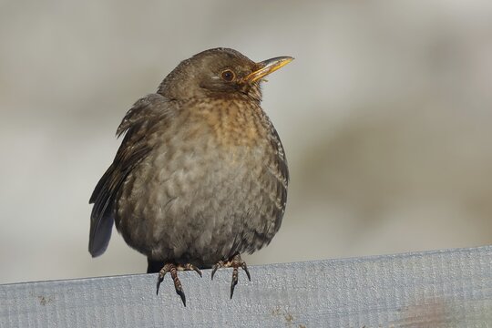 Blackbird (Turdus merula) female, sitting fluffed up up on a garden fence in winter, Wilnsdorf, North Rhine-Westphalia, Germany