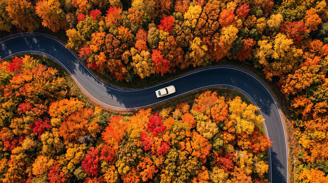 Aerial view of curved forest road cutting through vibrant orange and red autumn trees under warm golden sunlight