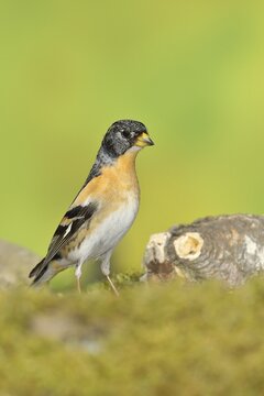Brambling (Fringilla montifringilla), male sitting on the ground, Wilden, North Rhine-Westphalia, Germany