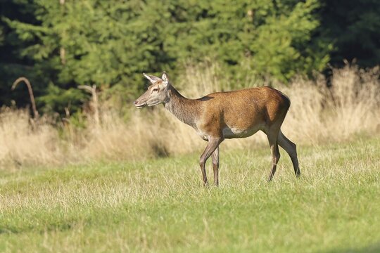Red deer (Cervus elaphus) female, doe in a forest clearing, wildlife, Sauerland, North Rhine-Westphalia, Germany