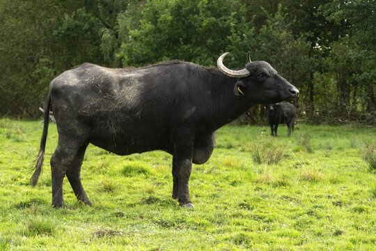 Bavaria, Bubalus Arnee, Even-t&ouml;d Ungulate, Upper Palatinate, Paarhufer, Tirschenreuth, Waldnaab, Waldnaabaue, water buffalo, wild willows Waldnaabaue, extensive grazing, mammals, mammals