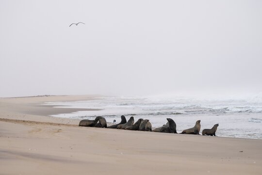 Group of dwarf fur seals (Arctocephalus pusillus) on the beach, Atlantic coast, Namib Naukluft Park, Namib Desert, Namibia