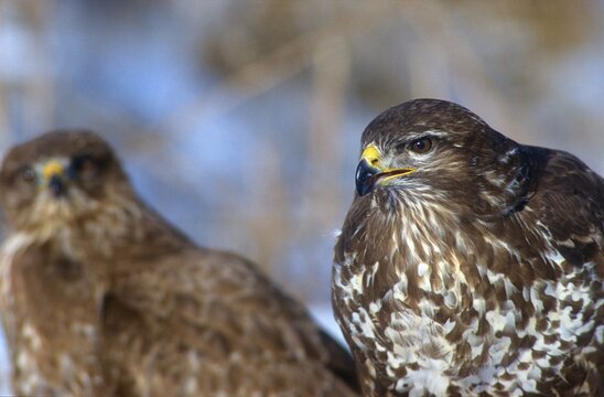 Accipitriformes, Buteo Buteo, Buzzard, Buzzard, Birds of Prey, Raptors, Birds