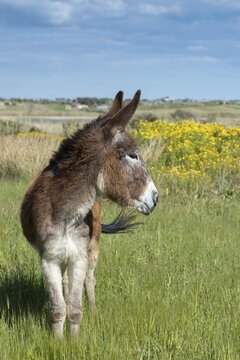 Donkey, Equus Asinus, Donkey, Even Toed Ungulate, Granelli, House Donkey, Italy, Odd Toed Ungulates, Pantani Cuba and Longarini, Perissodactyla, Ragusana Donkey, Migratory Bird Sanctuary, Pantani Cuba & Longarini, Domesticated Animals, Pet, High Size, Portrait, Italy, Mammals, Sicily, Foundation for biodiversity, mammals, ungulates