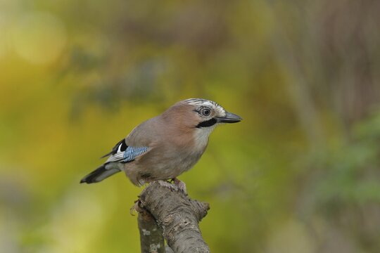 Eurasian jay (Garrulus glandarius), sitting on a branch, North Rhine-Westphalia, Germany