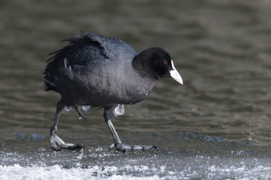 Eurasian Coot coot, fulica atra, birds, coot, coot rail, ice, gruiformes, ice, crane birds, rails, harrow birds, rallidae, snow, birds, waterbirds, waterbirds, winter
