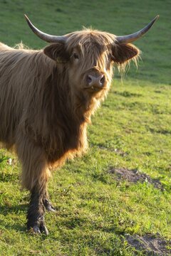 Artiodactyla, Bos Primigenius f. taurus, cattle, even-toed ungulate, highland cattle, kyloe, cloven-hoofed, cattle grazing, Scottish highland cattle, grazing, domesticated animals, extensive grazing, pet, high size, portrait, highland cattle, mammals, cattle, mammals, pasture