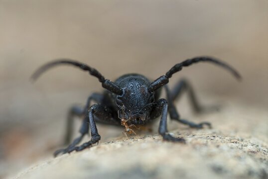 Dorcadion hybridum, Erbock spec.1, beetle, longhorn beetle, Greece, insects, insects, beetles