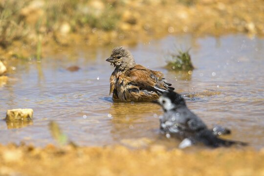 Acanthis cannabina, bloodtail, linaria cannabina, linnet, bath, bird bath, birds, hanfling, male, passeri, songbirds, songbirds, drinking, birdbath, birds, watering place