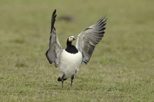 Barnacle goose (Branta leucopsis), barnacle goose, standing in a meadow and flapping its wings, Bislicher Insel, North Rhine-Westphalia, Germany