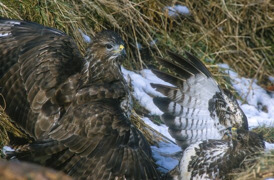 Accipitriformes, Buteo Buteo, Buzzard, Buzzard, Birds of Prey, Fighting, Raptors, Quarrel, Birds