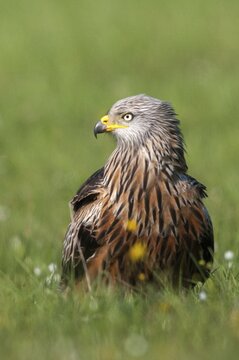 Accipitriformes, Milan, Milvus Milvus, Red Kite, Red Kite, Birds of Prey, High Size, Portrait Format, Raptor, Raptors, Bird Strike, Birds