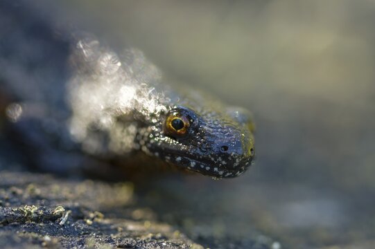 Brandenburg, Germany, Great Crested Newt, crested newt, Nabu, Nabu project, national natural heritage, green house natural paradise, northern crested newt, Triturus cristatus, amphibians, amphibians, post-mining landscape, green house, rural traditional costume, amphibians, warty newt